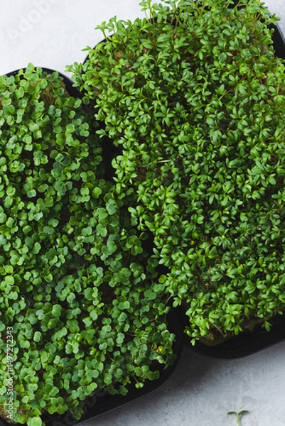 Obraz microgreens in germination trays