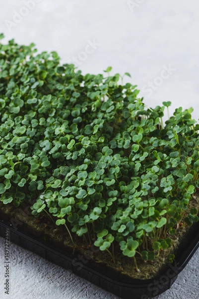 Obraz microgreens in germination trays