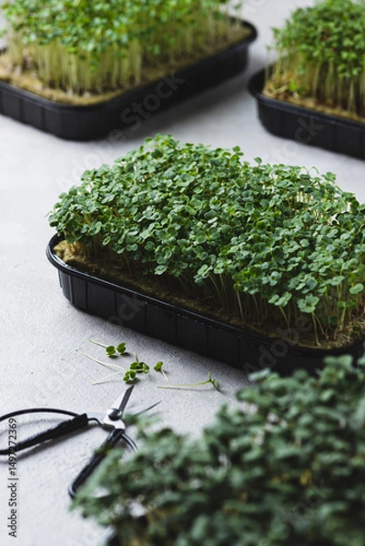 Obraz microgreens in germination trays