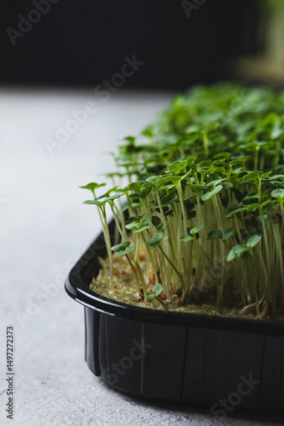 Obraz microgreens in germination trays