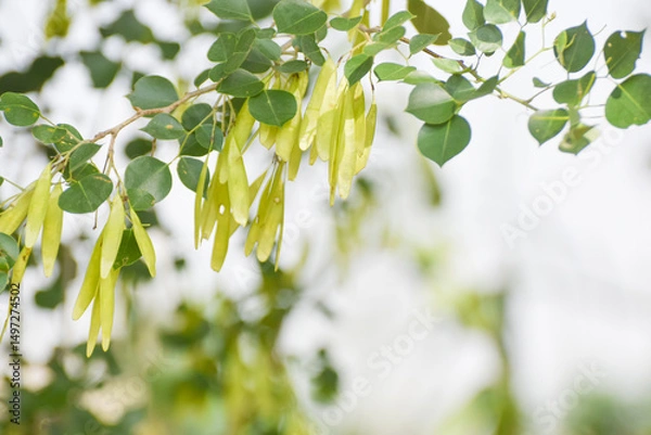 Obraz indian rosewood green seeds, Dalbergia sissoo, known commonly as North Indian rosewood or shisham. Indian rosewood seed pod, dalbergia sissoo seeds. Green seeds pods of North Indian rosewood.shisham