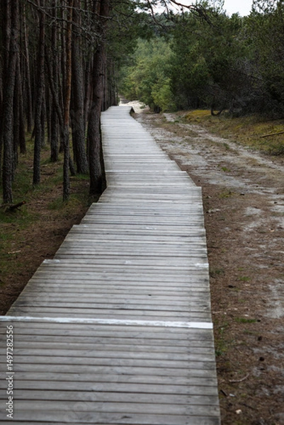 Fototapeta A quiet wooden path winds through a pine forest, drawing the eye toward the soft green horizon. Nature and structure merge in this peaceful, moody woodland scene.