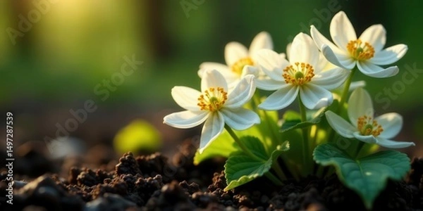 Fototapeta Delicate white blossoms emerge from rich soil, bathed in the warm glow of sunrise, a symbol of springtime renewal and the promise of new beginnings.