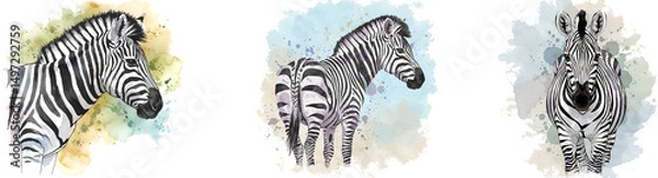 Fototapeta Three zebra artistic renderings with watercolor splashes in various poses and perspectives shown here on transparent background