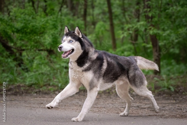 Fototapeta A beautiful dog of the Siberian husky breed runs. Swift dog with blue eyes