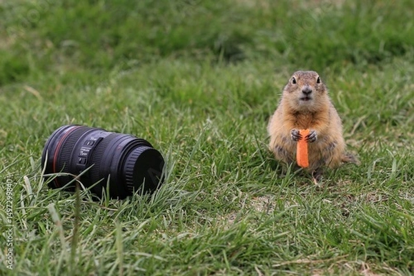 Fototapeta gopher  eating grass