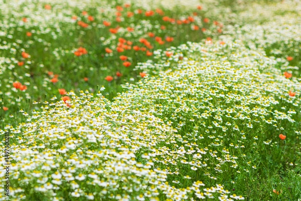 Obraz German chamomile in herb garden