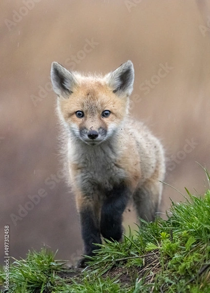Obraz Red fox kits