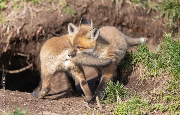Fototapeta Red fox kits