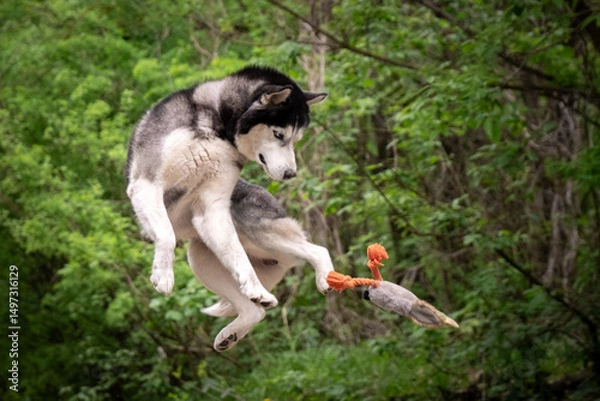 Fototapeta The dog catches the toy right in the air. A Siberian husky hunts a duck. Power Jump