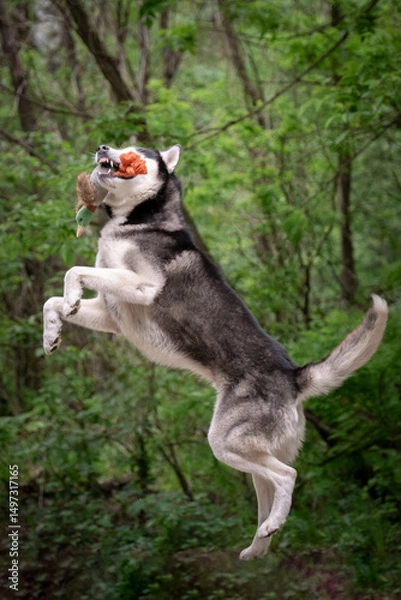 Fototapeta The dog catches the toy right in the air. A Siberian husky hunts a duck. Power Jump