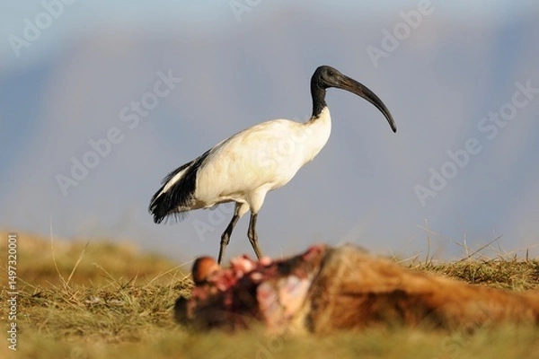 Fototapeta SACRED IBIS  (Threskiornis aethiopicus) 