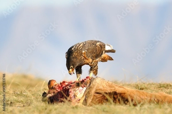 Fototapeta JACKAL BUZZARD  (Buteo rufofuscus) scavenging off a carcass , kwazulu natal, south africa
