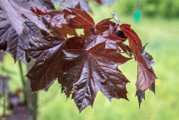 Fototapeta Close up on a leaves of Emerald Queen Maple - Acer platanoides var Royal Red