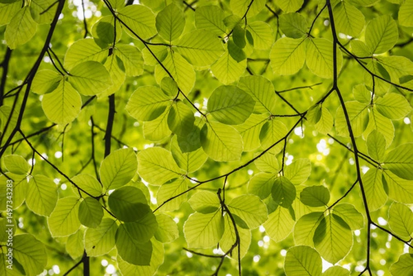 Fototapeta Fresh green leaves of European beech also called common beech tree