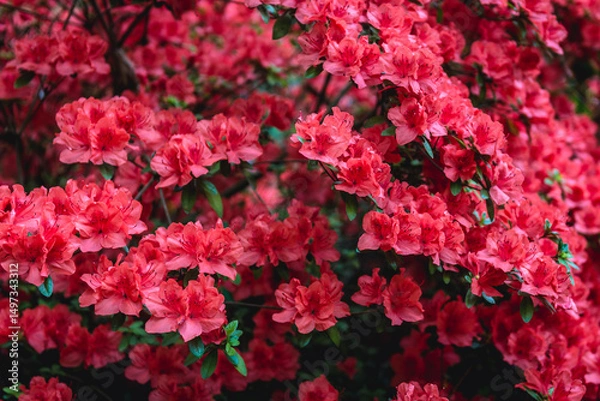 Fototapeta Close up on a bush of red Glowing Embers Rhododendrons