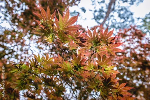 Fototapeta Close up on redleaved variety of Smooth Japanese Maple tree - Acer palmatum