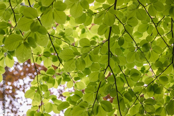 Fototapeta Fresh green leaves of European beech also called common beech tree