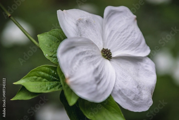 Fototapeta Macro close up of a single flower of Cornus, var Eddies White Wonder