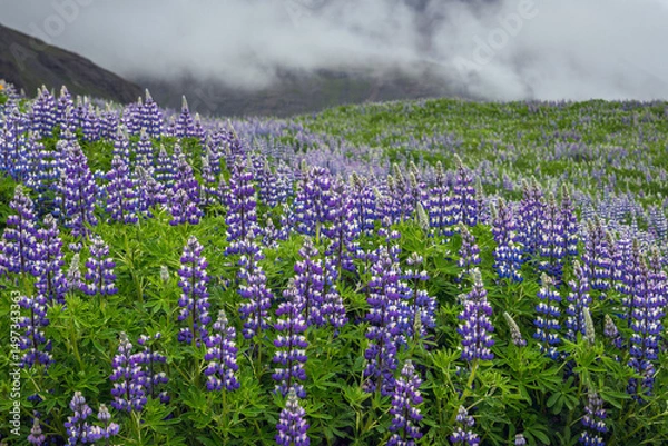 Fototapeta Field covered with Lupinus nootkatensis plants during flowering season in Iceland