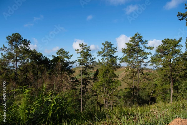 Obraz mountain landscape with trees