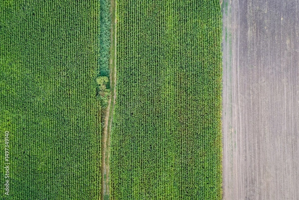 Fototapeta Maize nad stubble field in Mazowsze region of Poland
