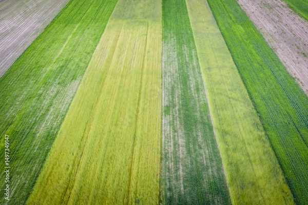 Fototapeta Fields in Poland