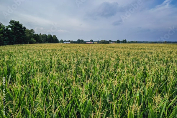 Fototapeta Maize field in Mazowsze region, Poland