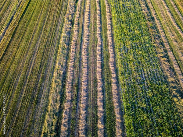 Fototapeta Drone view of field in Gmina Lochow, Mazowieckie region of Poland