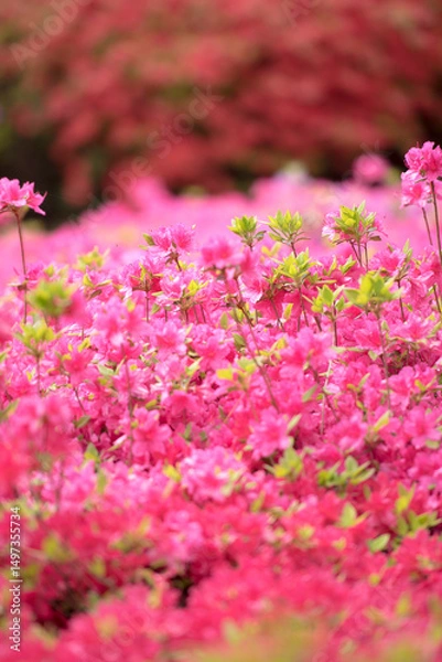 Fototapeta 철쭉꽃 만발한 꽃동산