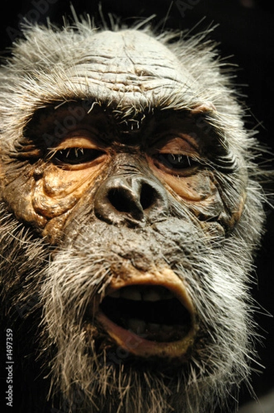 Fototapeta primitive man