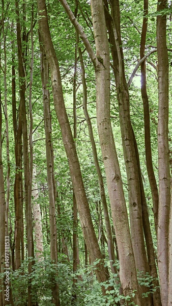 Fototapeta Tall trees in a countryside woodland landscape