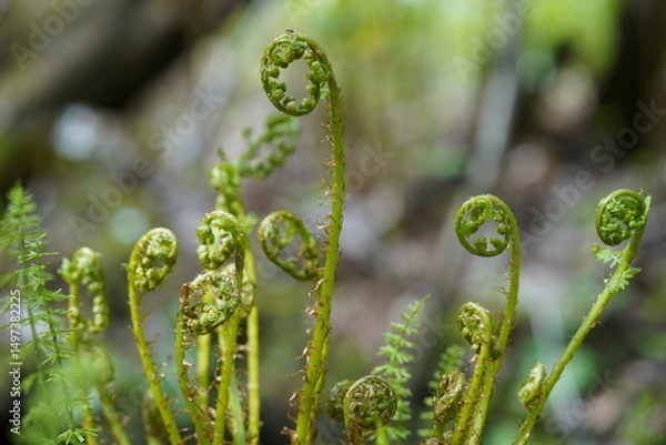 Obraz close up of a bunch of fern stems in natural environment on green background
