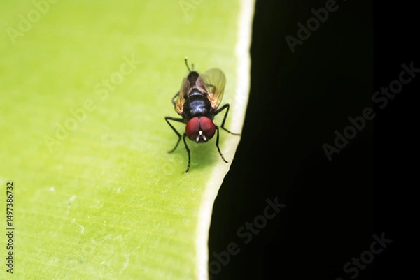 Fototapeta Close-up of a black fly with green leaf isolated on a black background with copy space. Macro photography of a black blowfly on a green leaf.