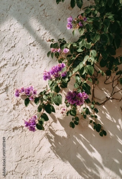 Fototapeta Bougainvillea elegance on textured backdrop with diffused sunlight