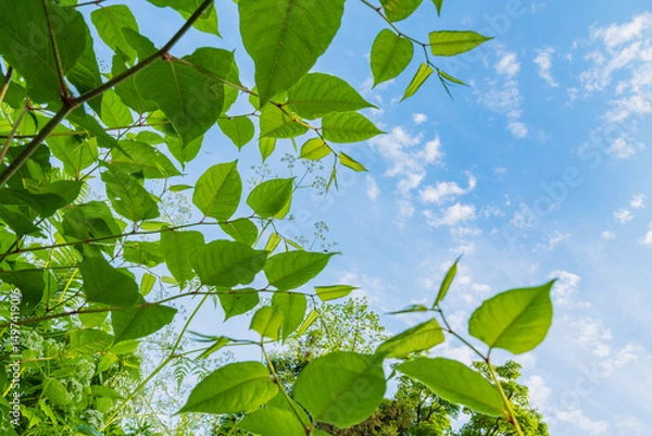Obraz 新緑の若葉と青空
