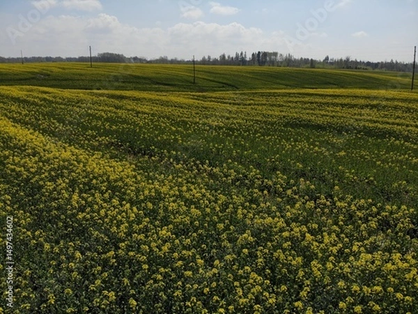 Fototapeta Vibrant yellow flower field under a clear sky in springtime