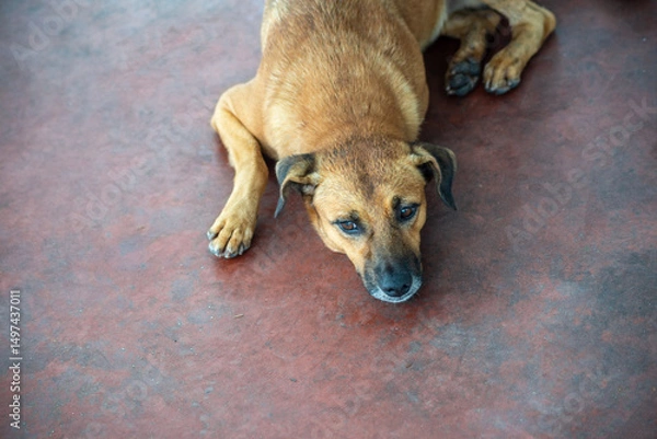 Fototapeta Caramel brown dog lying down with eyes open and attentive. Animal without an owner.