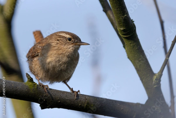 Fototapeta Wren perched on a branch