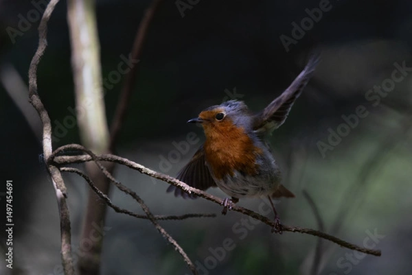 Fototapeta Robin Balancing on a Branch