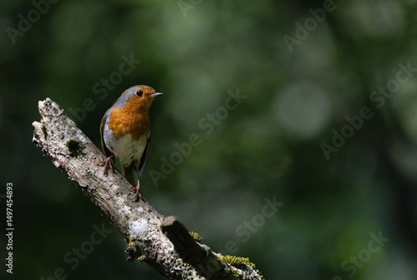 Fototapeta Robin Perched on a Branch