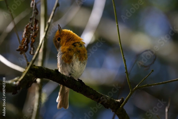 Fototapeta Robin Perched on a Branch, Looking Up