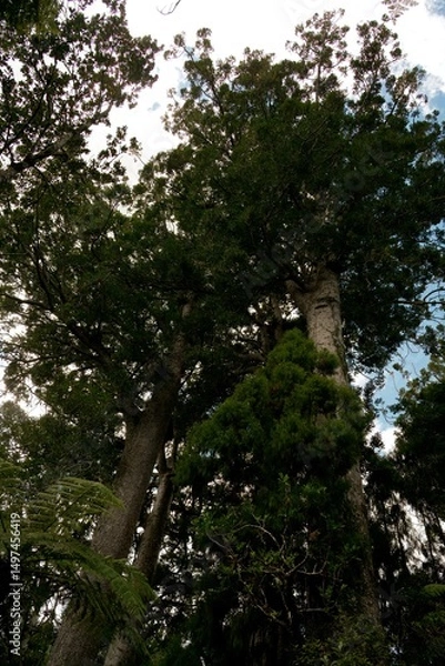 Fototapeta Tree Tops of the Majestic Ancient Kauri Trees in New Zealand