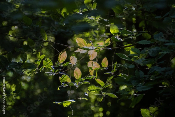 Fototapeta Sunlit leaves against a defocussed background with bokeh
