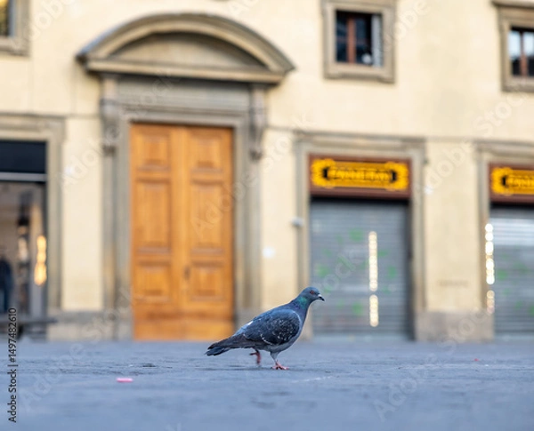 Obraz pigeon in the Square