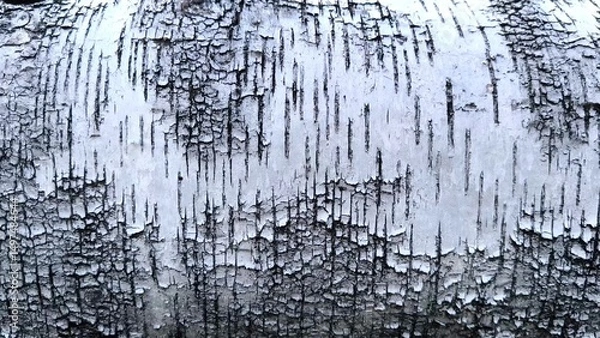 Fototapeta Pattern of the Silver Birch bark. close-up background birch bark black and white