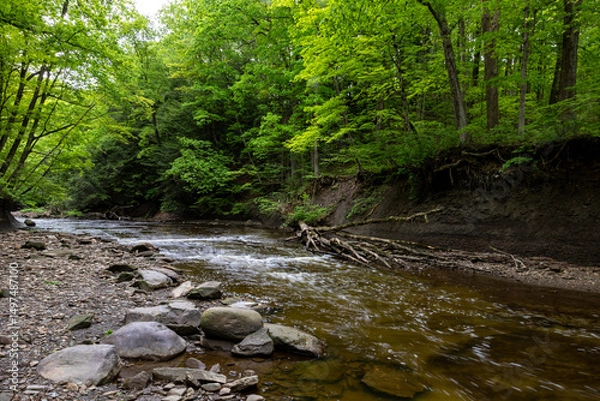 Obraz river in the forest