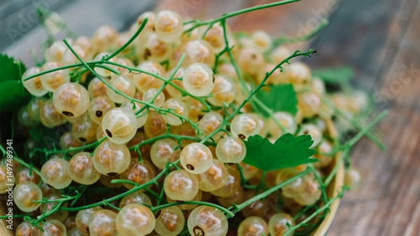 Fototapeta white currant fresh ripe close-up