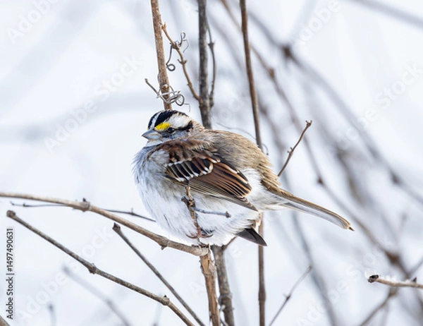 Obraz blue tit on branch