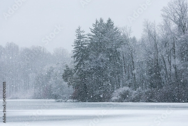 Obraz snow covered trees